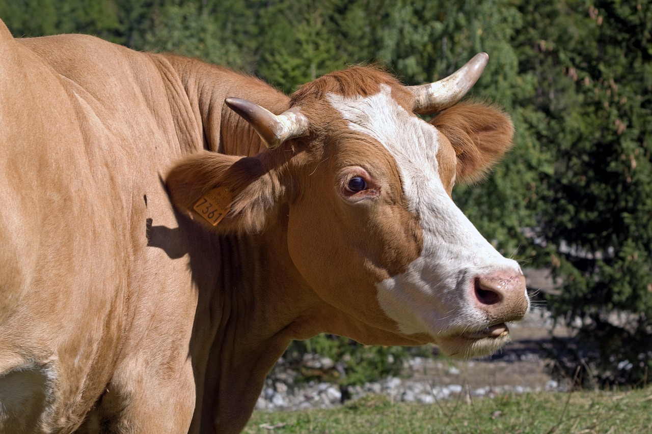 cow, race red, animals, cattle, livestock, farm, nature, eco-sustainable farming, ecological, head, horns, ruminant, milk, pasture, pentax k 30